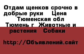 Отдам щенков срочно в добрые руки  › Цена ­ 10 - Тюменская обл., Тюмень г. Животные и растения » Собаки   